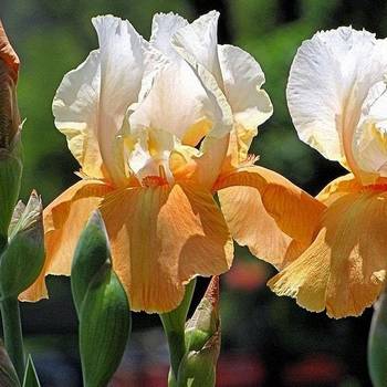 Ирис Iris Germanica ‘Pumpkin Cheesecake’